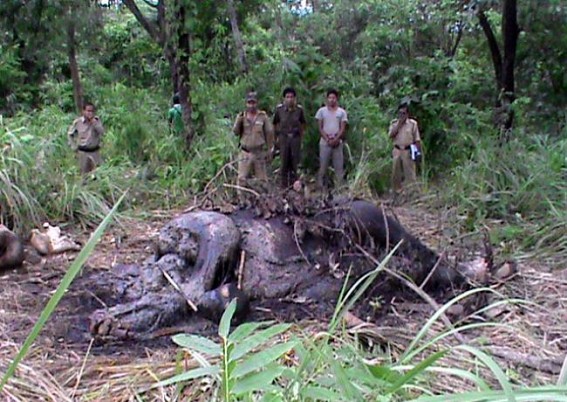 Hunt for rebel turned poacher : Tripura police is looking for  ex-NLFT militant who has  turned elephant poacher